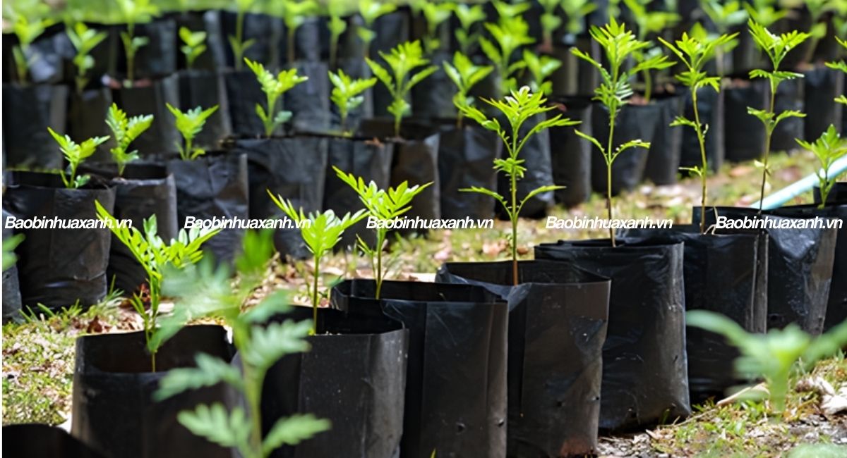 Túi ươm cây giống