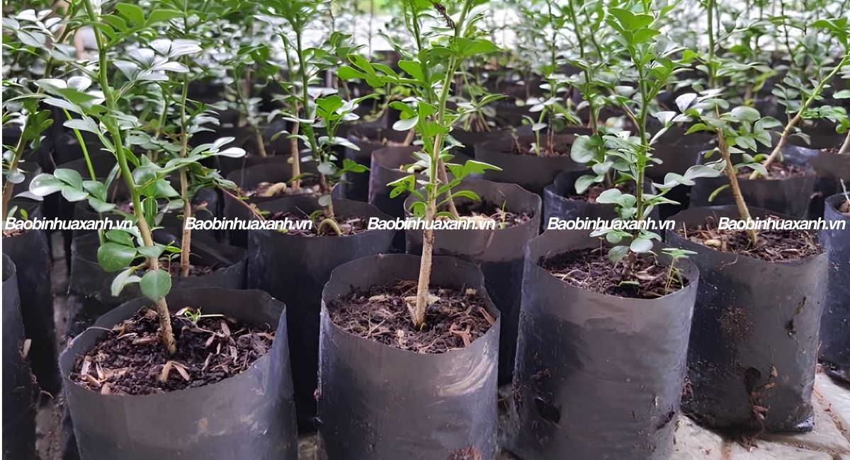 Túi ươm cây giống