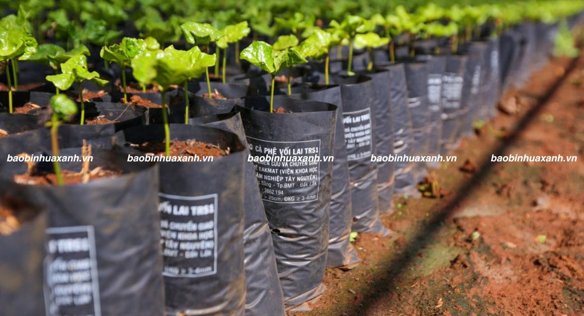 Túi trồng cây cà phê