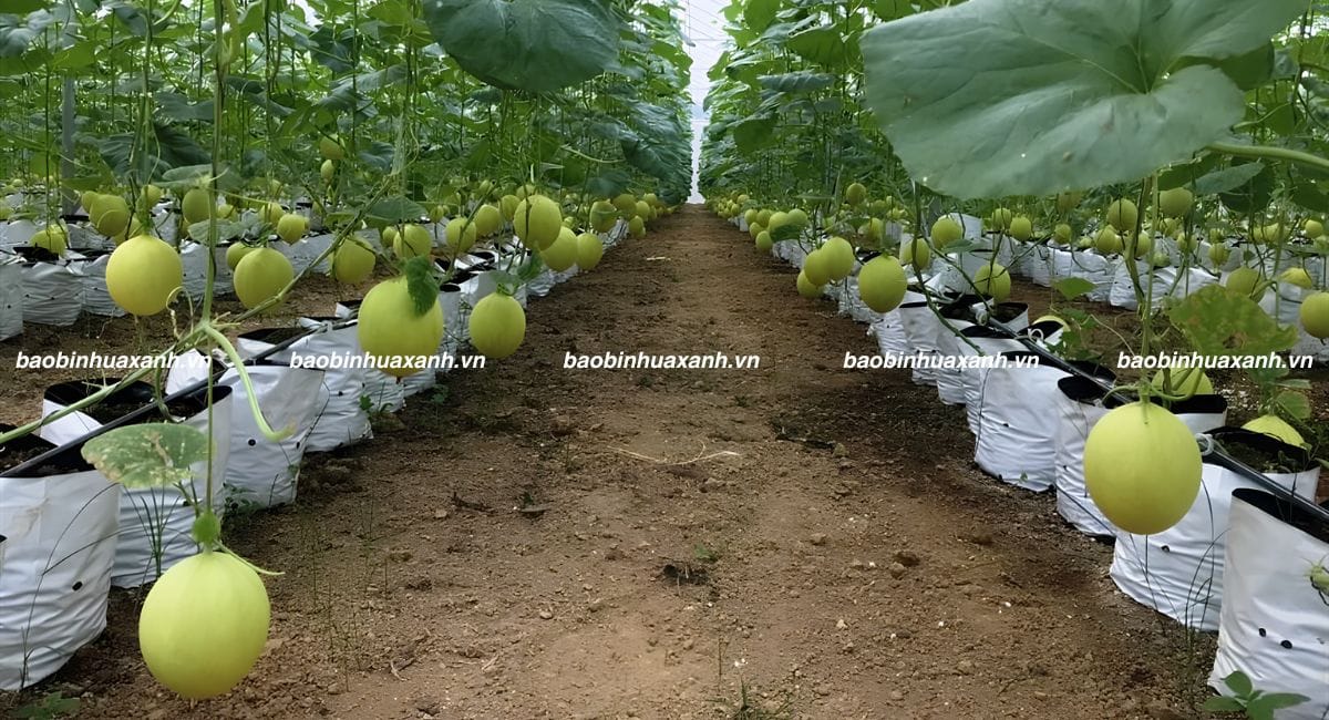 Túi trồng cây dưa lưới