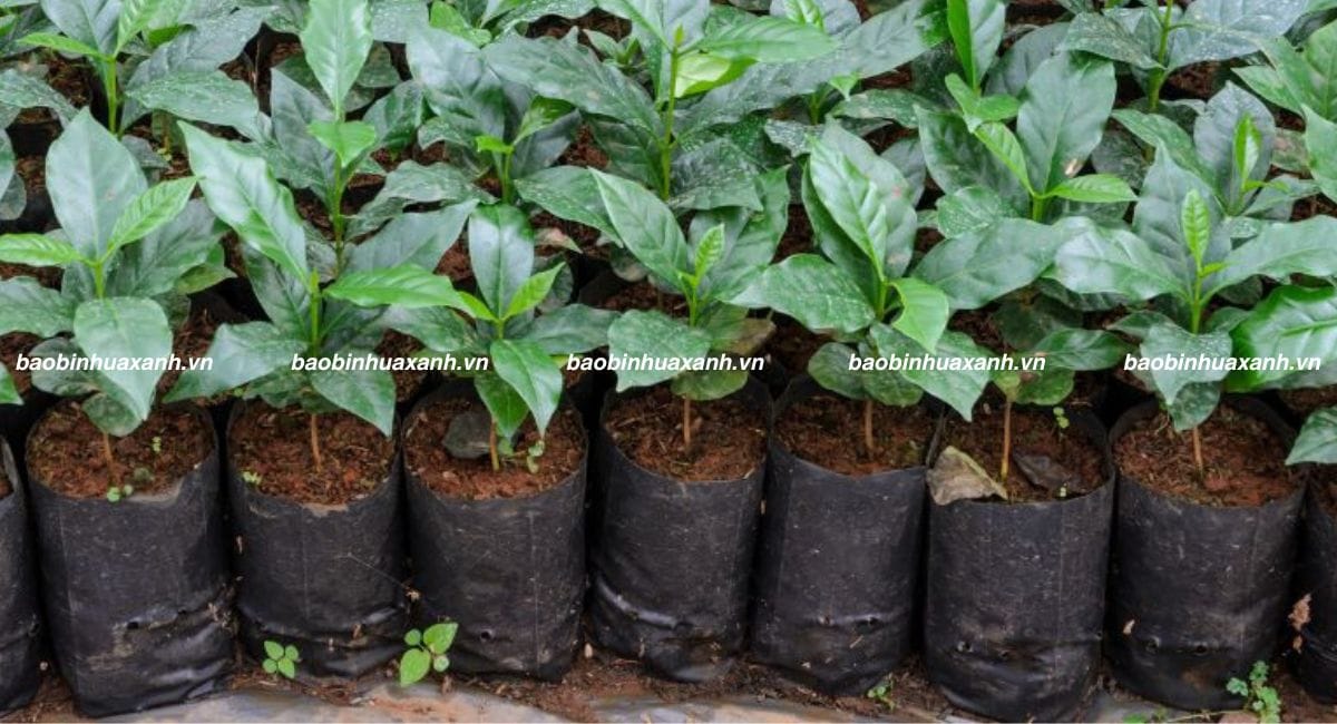 Túi ươm cây đen