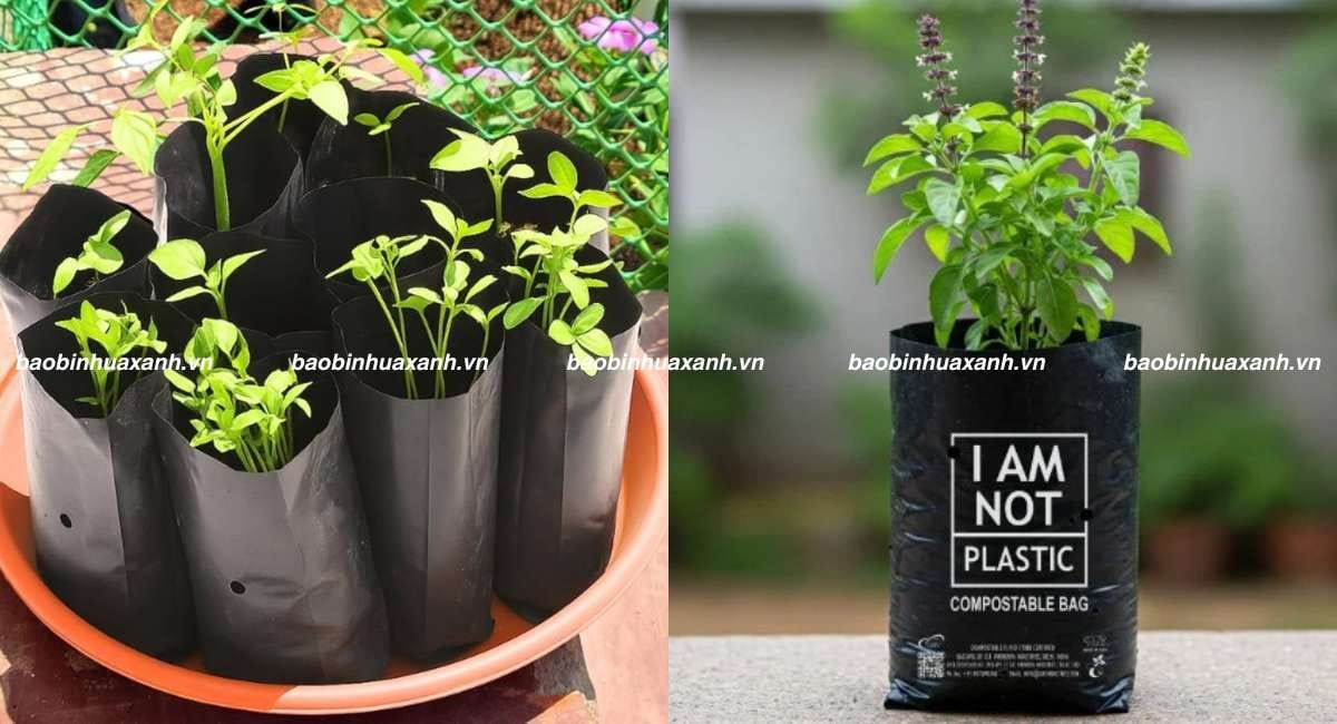 Túi ươm cây tự hủy