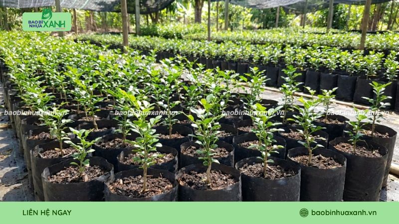 Lợi ích khi nhà vườn sử dụng túi ươm cây tái chế