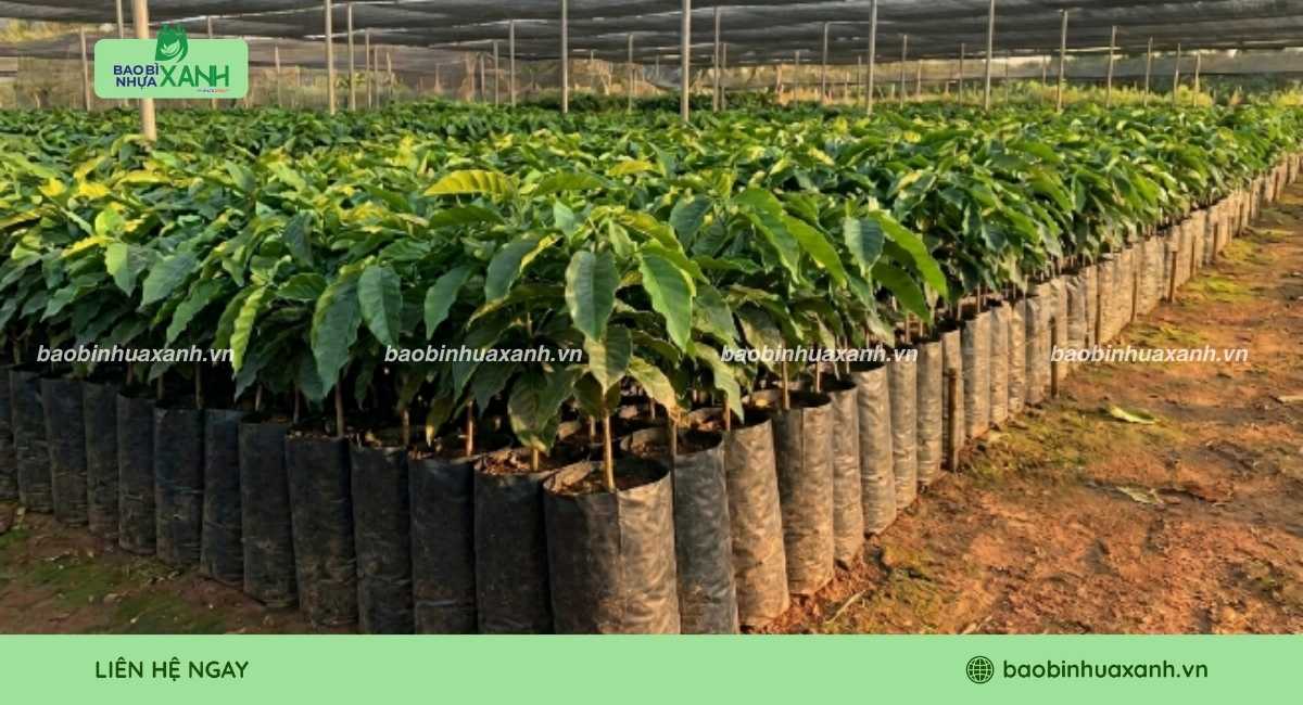 Túi trồng cây cà phê bền dai