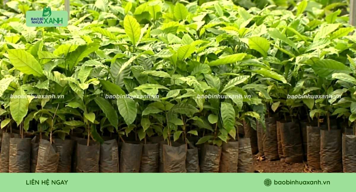 Mẫu túi trồng cây cà phê chuyên dụng