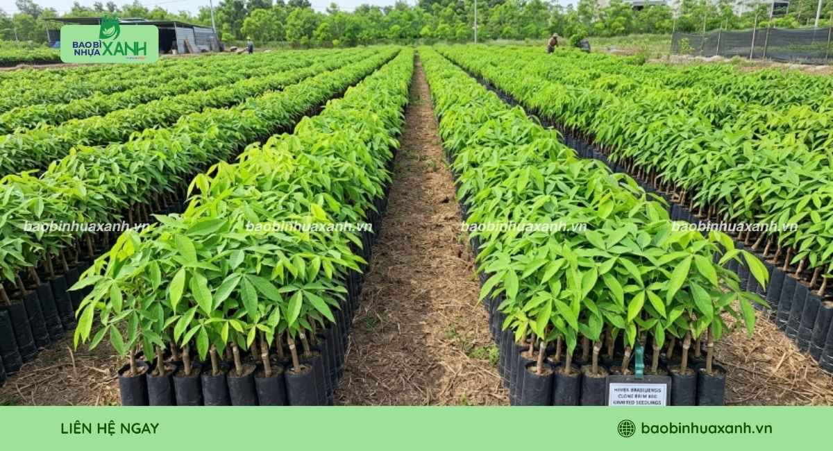 Mẫu túi trồng cây sao su cho vườn ươm