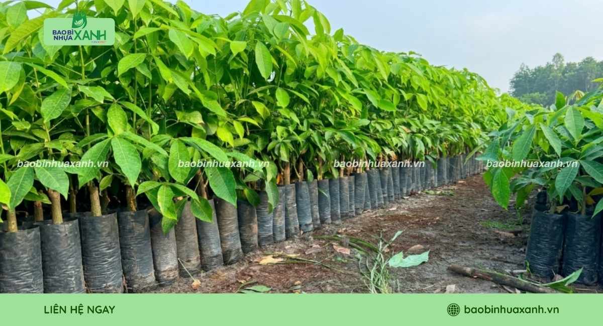 Mẫu túi trồng cây cao su số lượng lớn