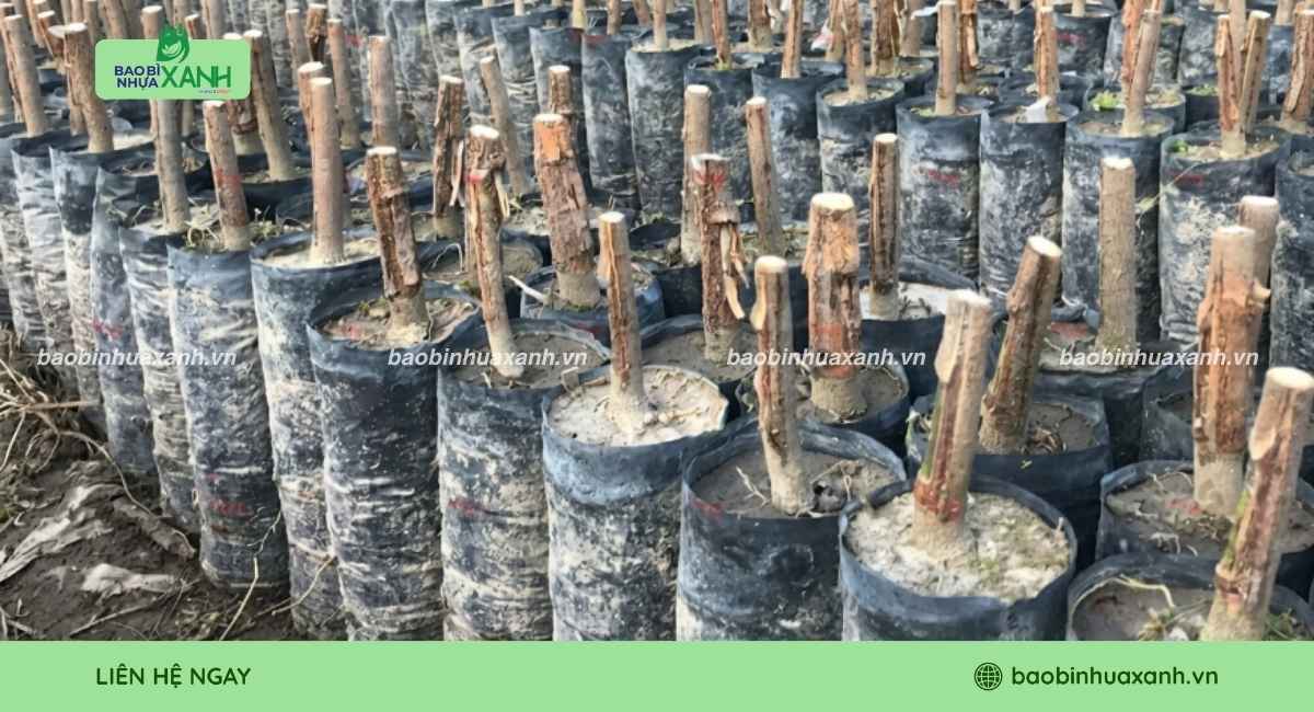 Mẫy túi trồng cây cao su theo yêu cầu