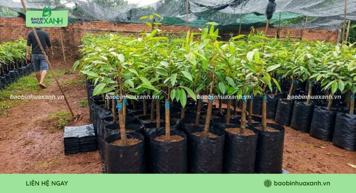 Mẫu túi trồng cây sầu riêng bền chắc