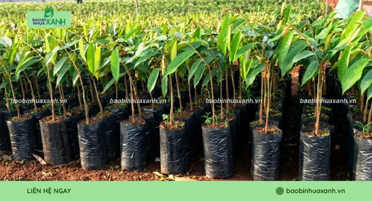 Mẫu túi trồng cây cây sầu riêng size phổ biến