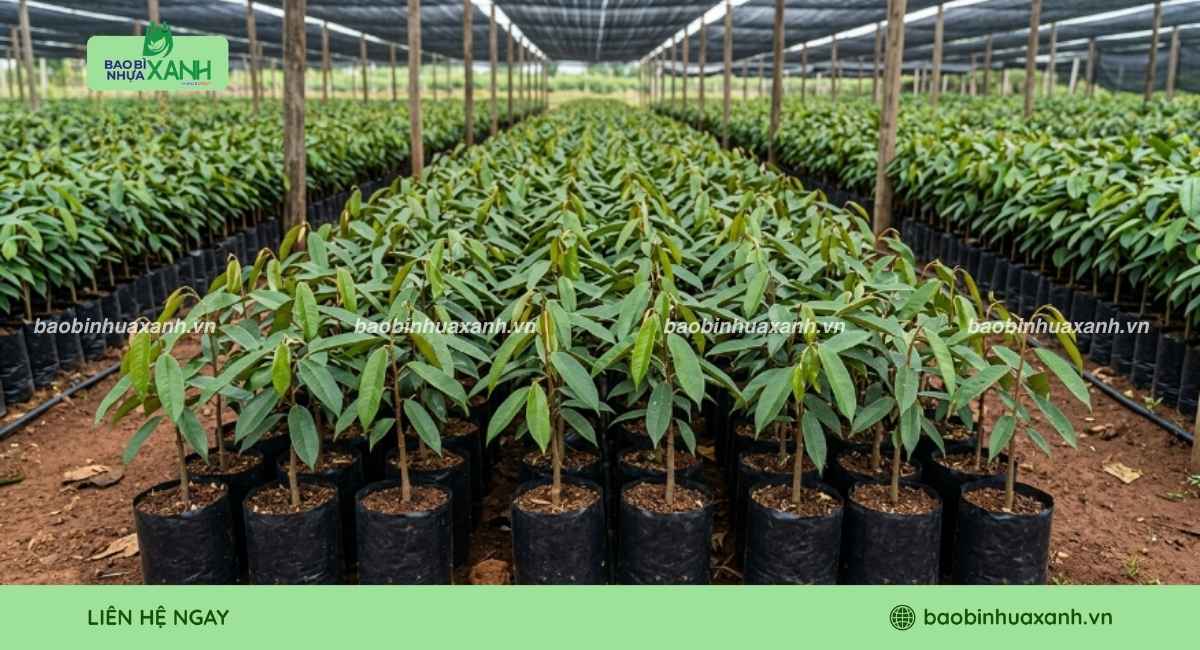 Mẫu túi trồng cây sầu riêng số lượng lớn