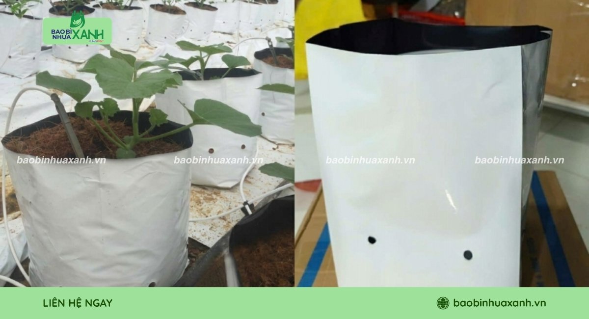 Mẫu túi trồng dưa lưới bền bỉ