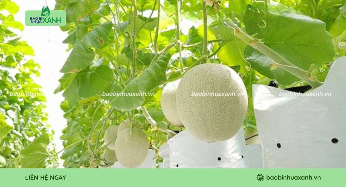 Mẫu túi trồng dưa lưới bền dai