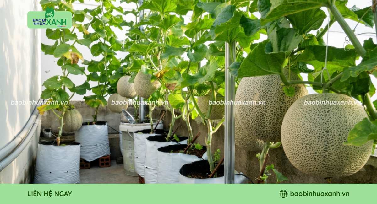 Mẫu túi trồng dưa lưới chuyên dụng