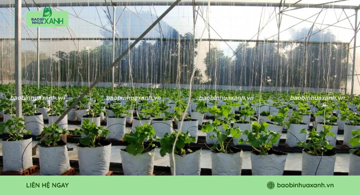 Mẫu túi trồng dưa lưới trong nhà màng