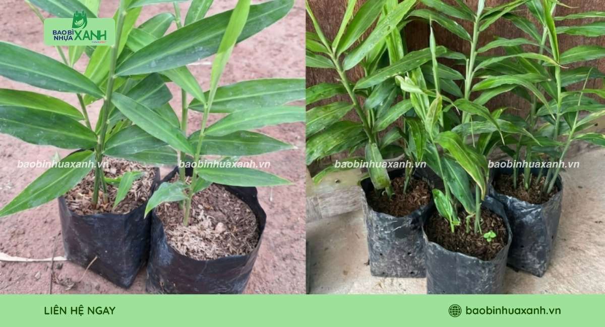 Mẫu túi trồng gừng bền chắc