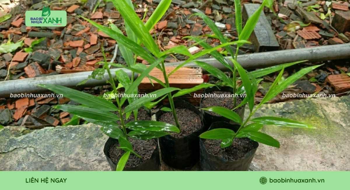 Mẫu túi trồng gừng chuyên dụng
