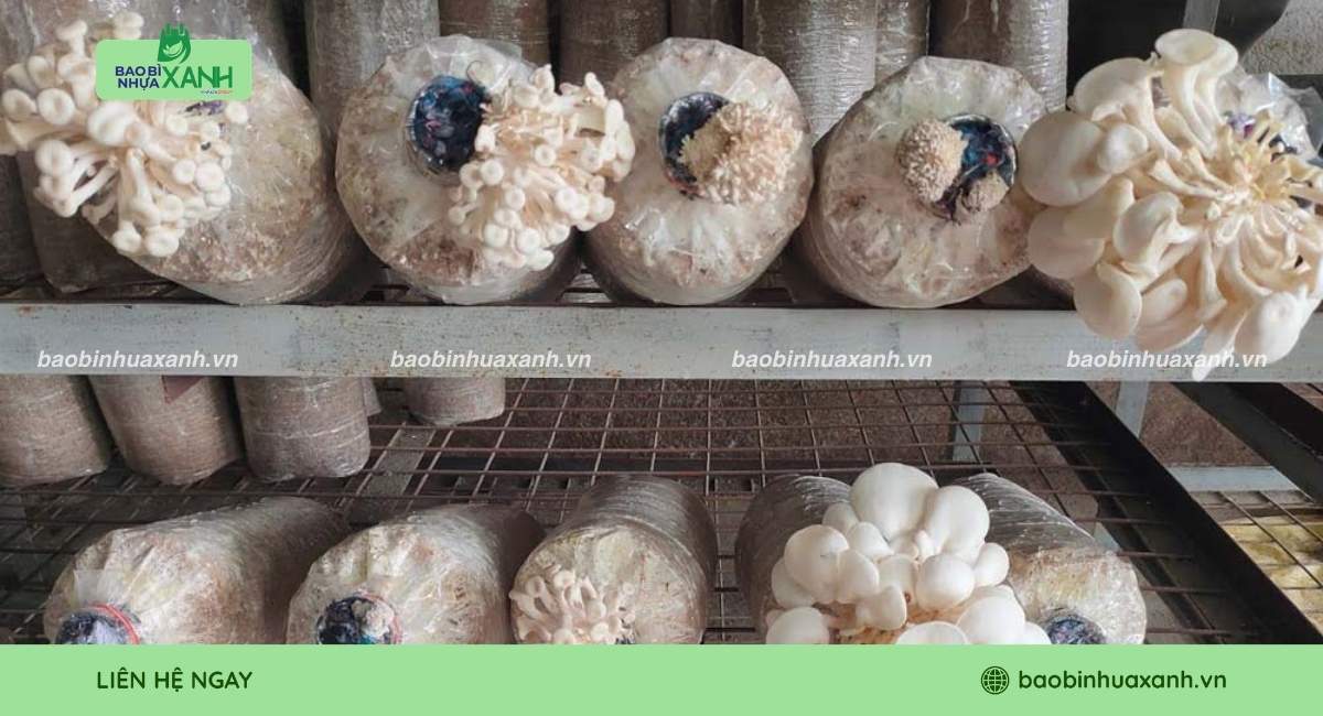 Mẫu túi trồng nấm chịu nhiệt tốt