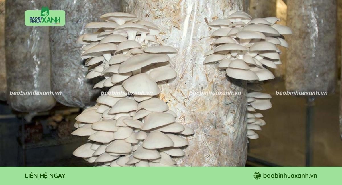 Mẫu túi trồng nấm chuyên dụng