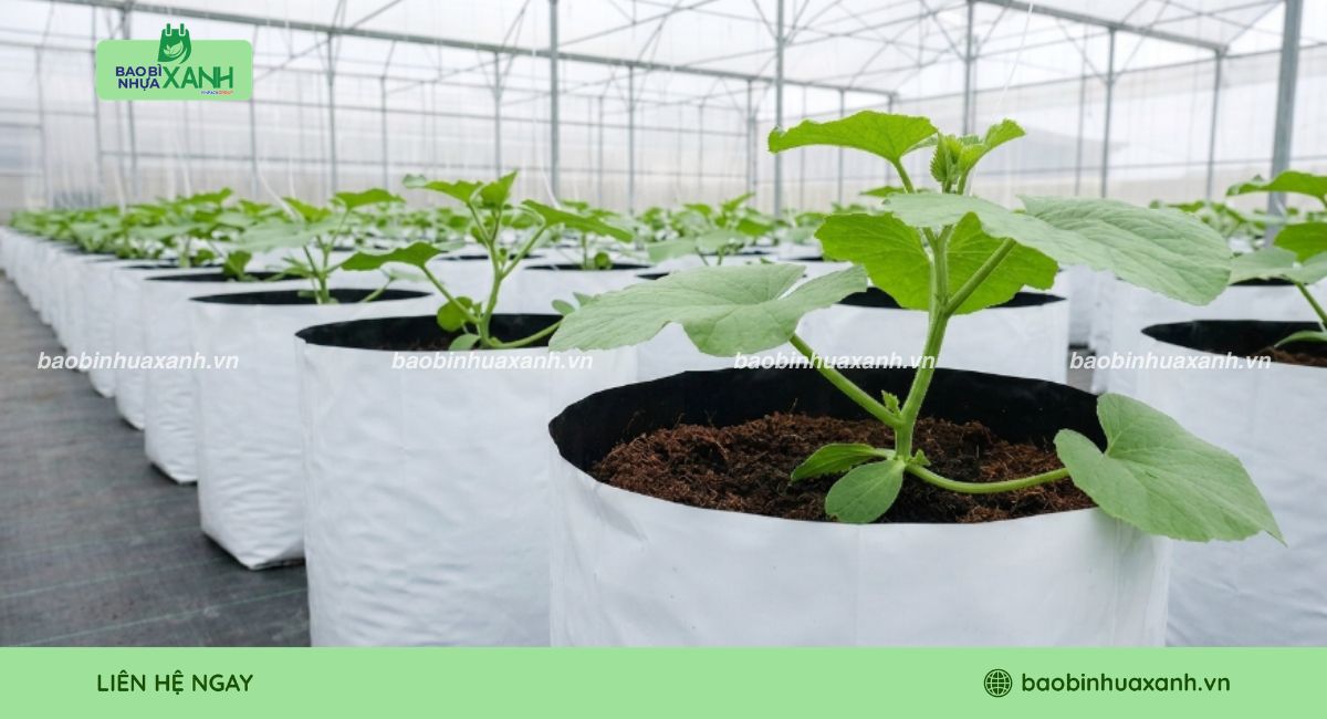 Mẫu túi ươm cây 2 da bán sỉ
