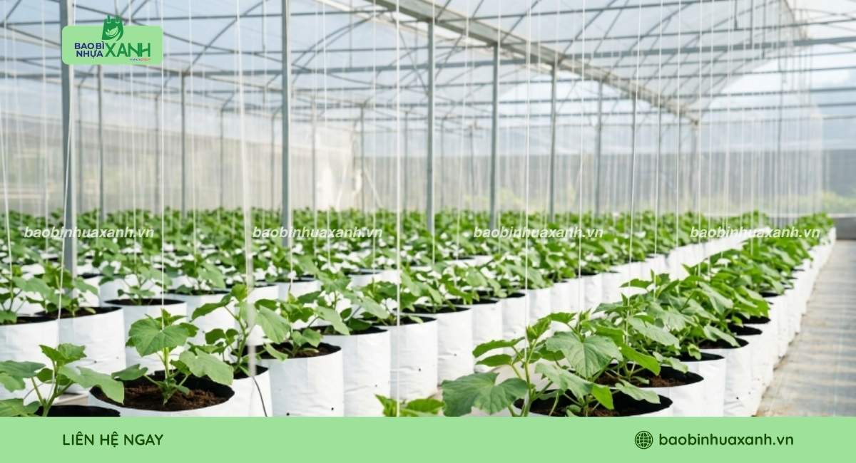 Mẫu túi ươm cây 2 da cho vườn ươm