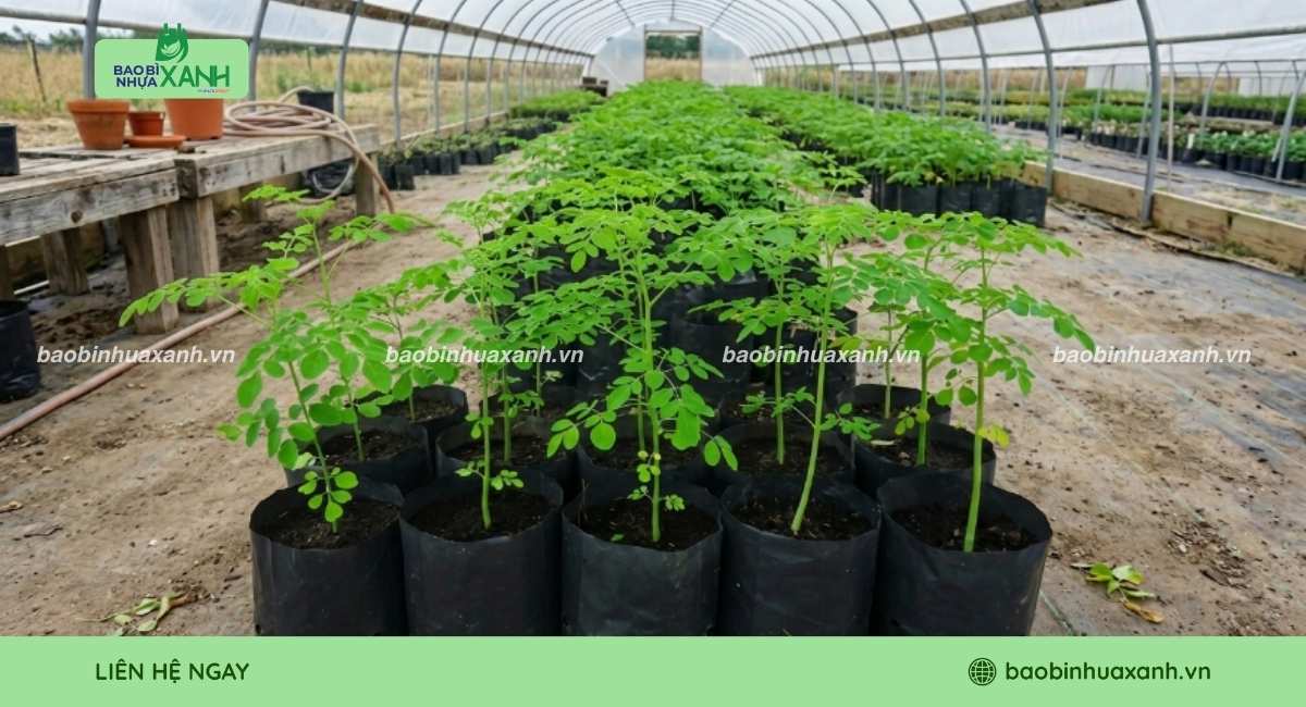 Mẫu túi ươm cây màu đen cho cây dài ngày