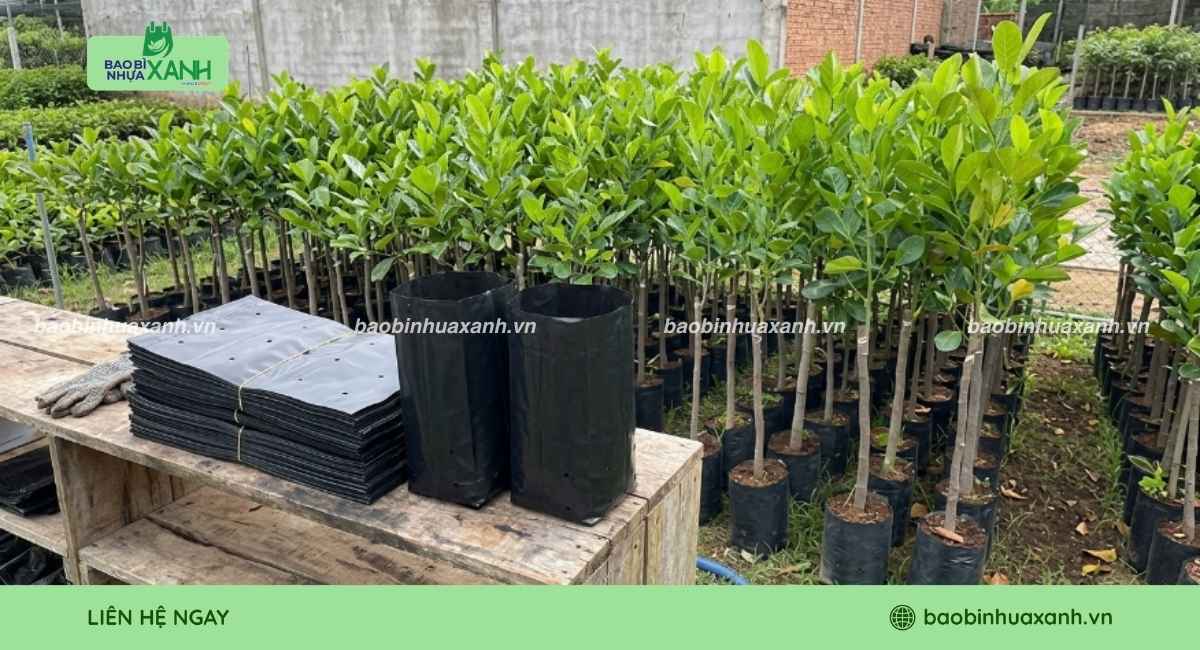 Mẫu túi ươm cây mít bền chắc
