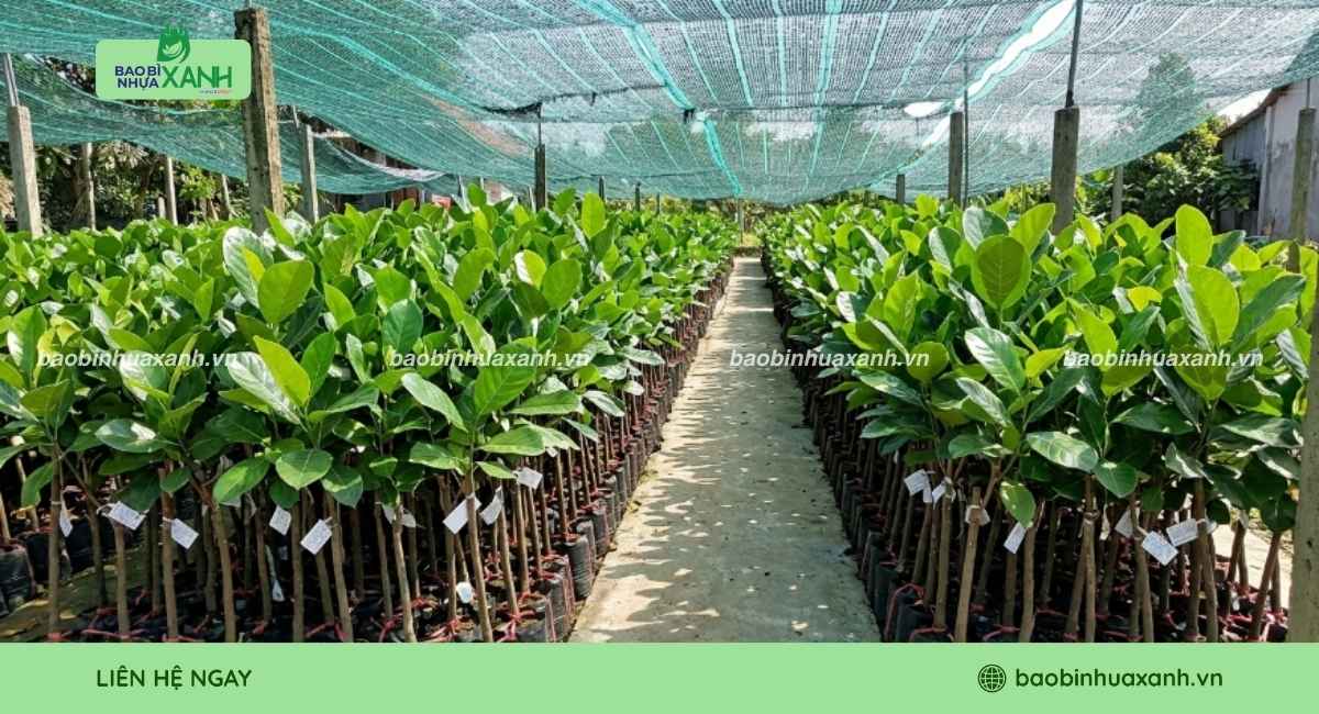 Mẫu túi ươm cây mít số lượng lớn