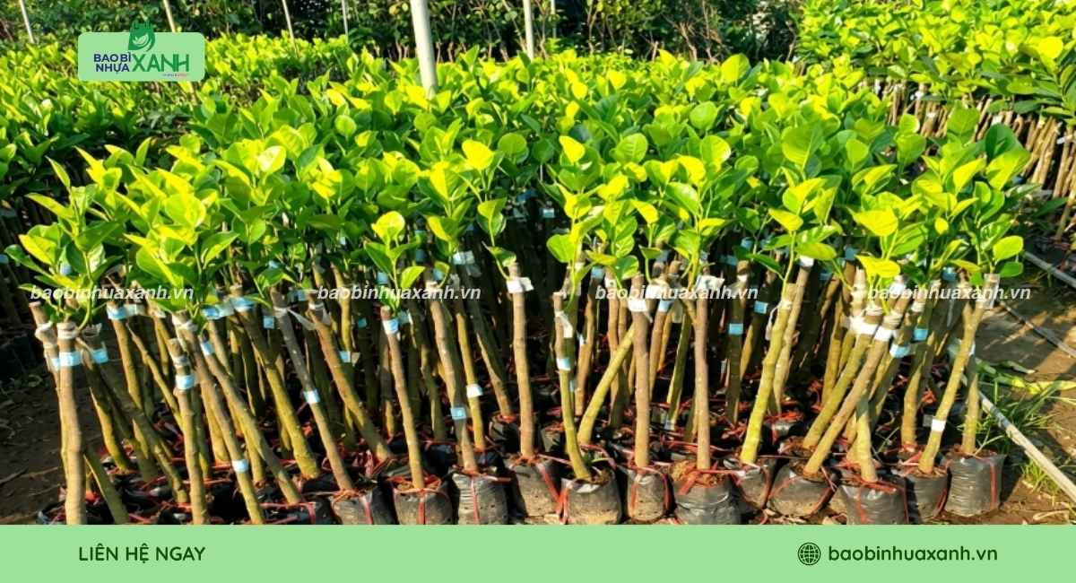 Mẫu túi ươm cây mít theo yêu cầu nhà vườn