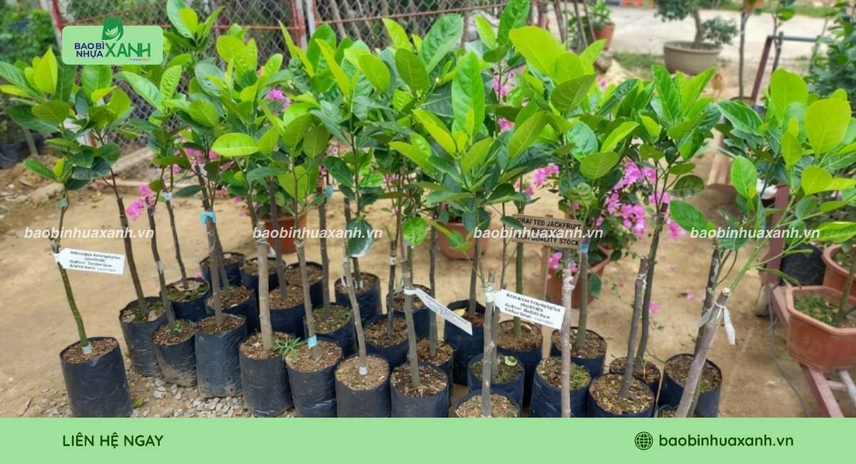 Mẫu túi ươm cây mít trong bầu đất