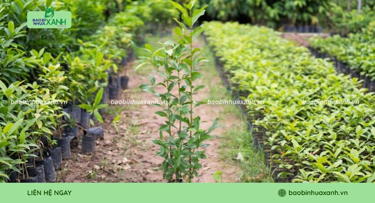 Túi ươm cây vối bền chắc