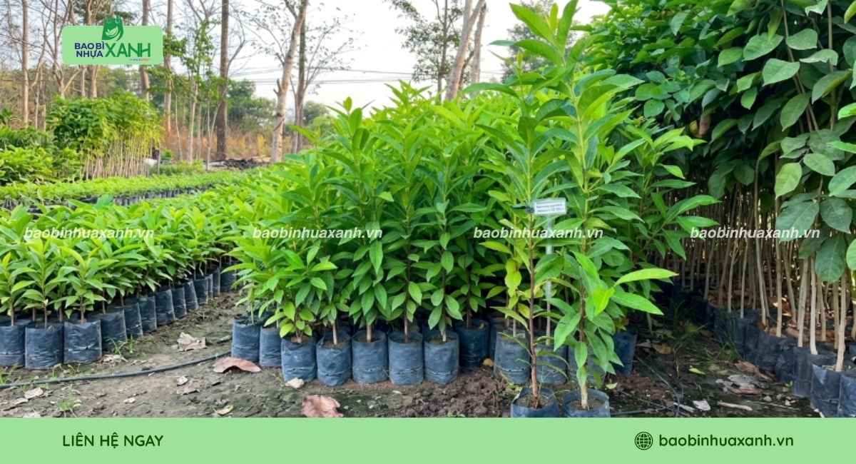 Mẫu túi ươm cây vối số lượng lớn