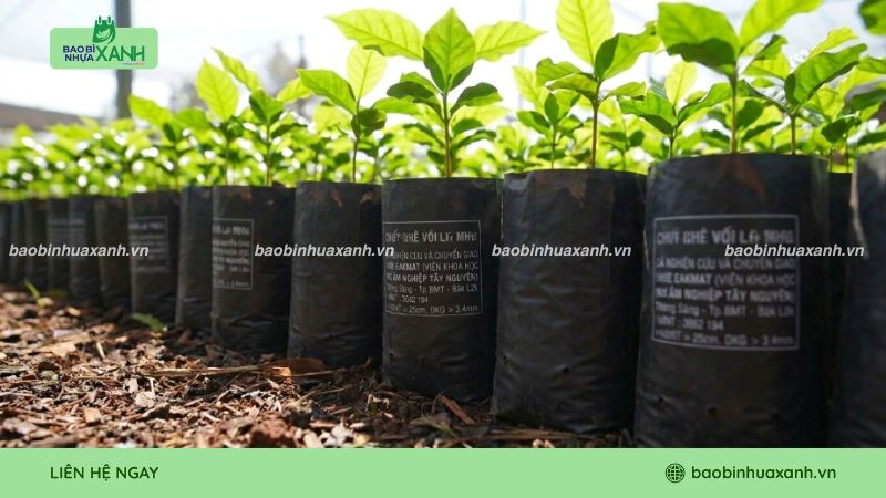 Mẫu túi ươm cây vối tái chế