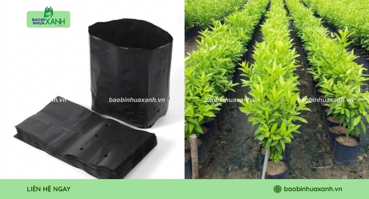 Mẫu túi ươm cây vối thoát nước tốt