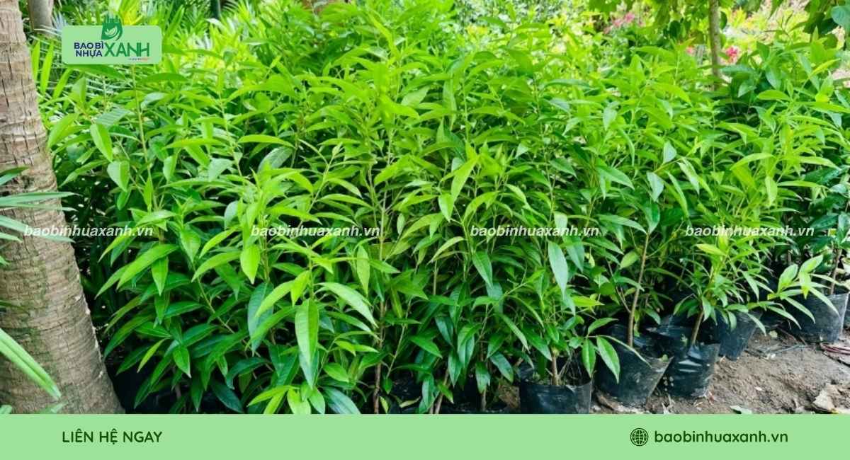 Mẫu túi ươm cây vối tiện lợi