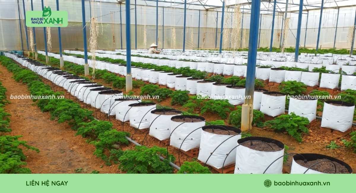 Túi trồng cây 2 da đục lỗ xoài thoát nước tốt