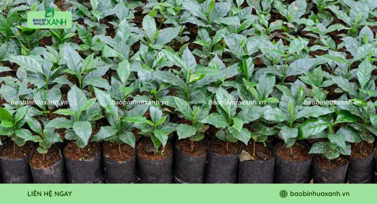 Túi trồng cây cà phê bền chắc