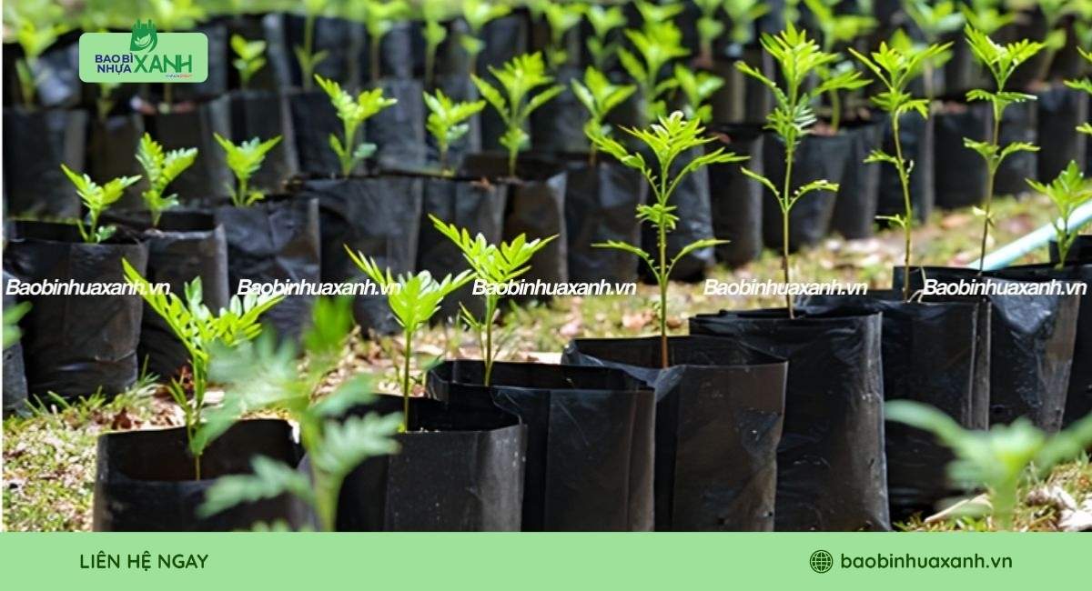 Túi trồng cây cà phê cho nhà vườn