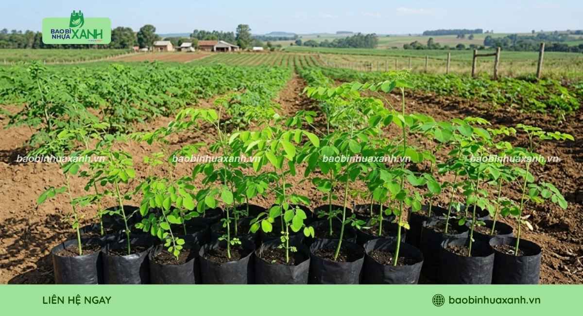 Túi trồng cây độ bền cao