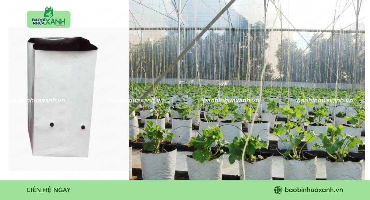 Túi trồng cây dưa lưới chất lượng cao