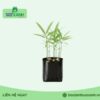 Túi trồng gừng giá sỉ