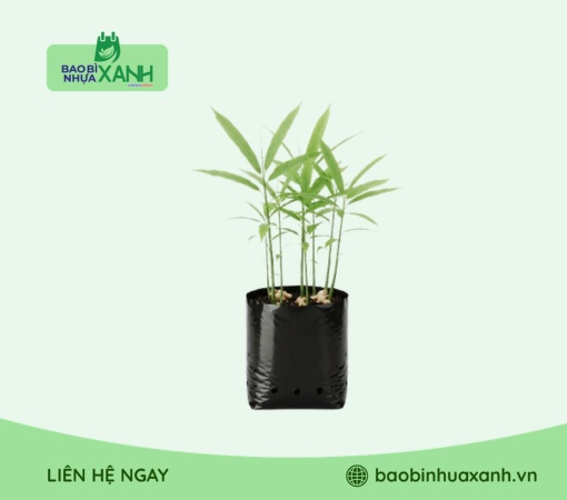 Túi trồng gừng