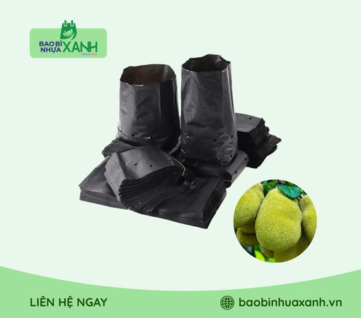 Túi ươm cây mít