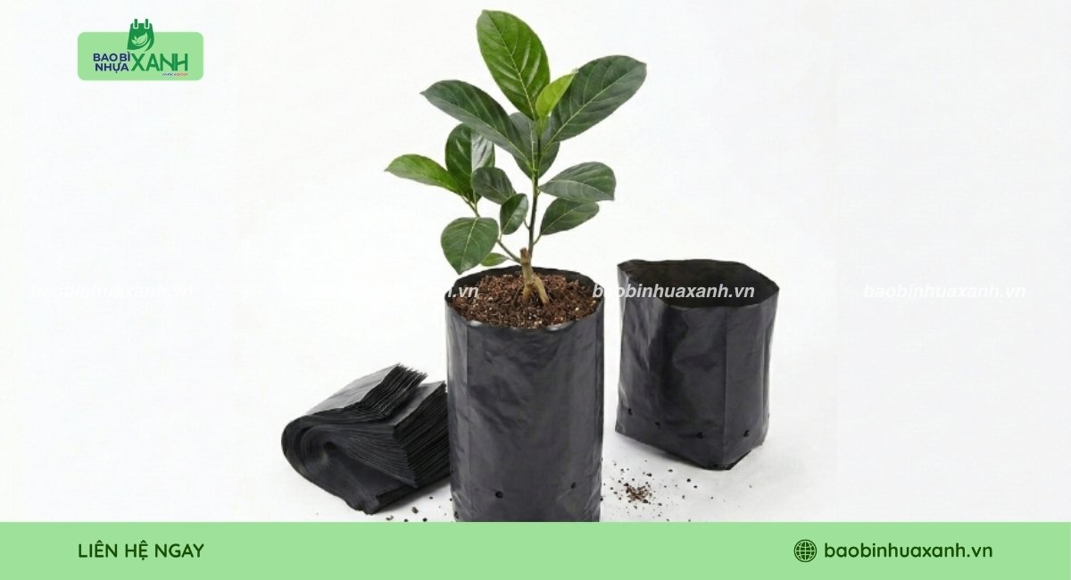 Túi ươm cây mít sản xuất tại xưởng Bao Bì Nhựa Xanh