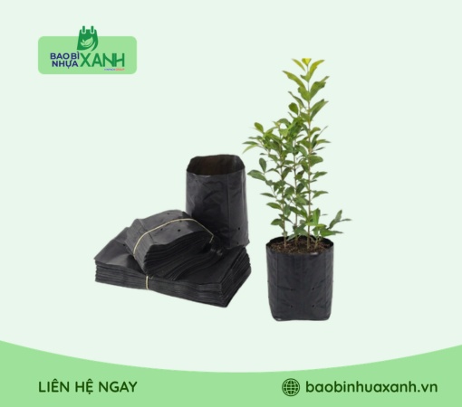 Túi ươm cây vối