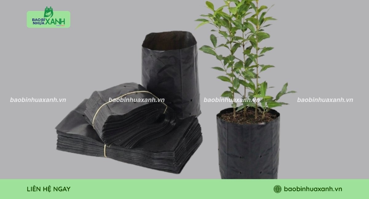 Túi ươm cây vối sản xuất theo yêu cầu, giá tốt