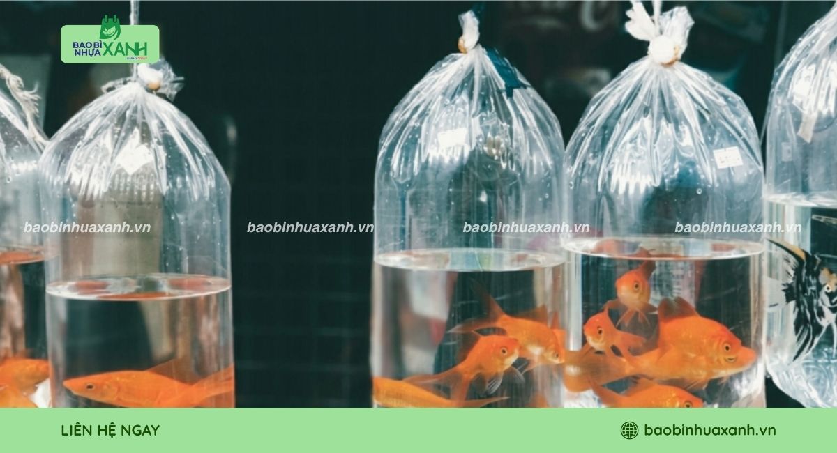 Mẫu túi đựng cá cảnh trong suốt dễ quan sát