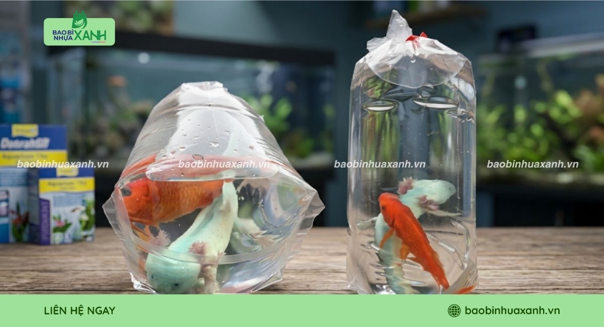 Mẫu túi đựng cá cảnh thông dụng