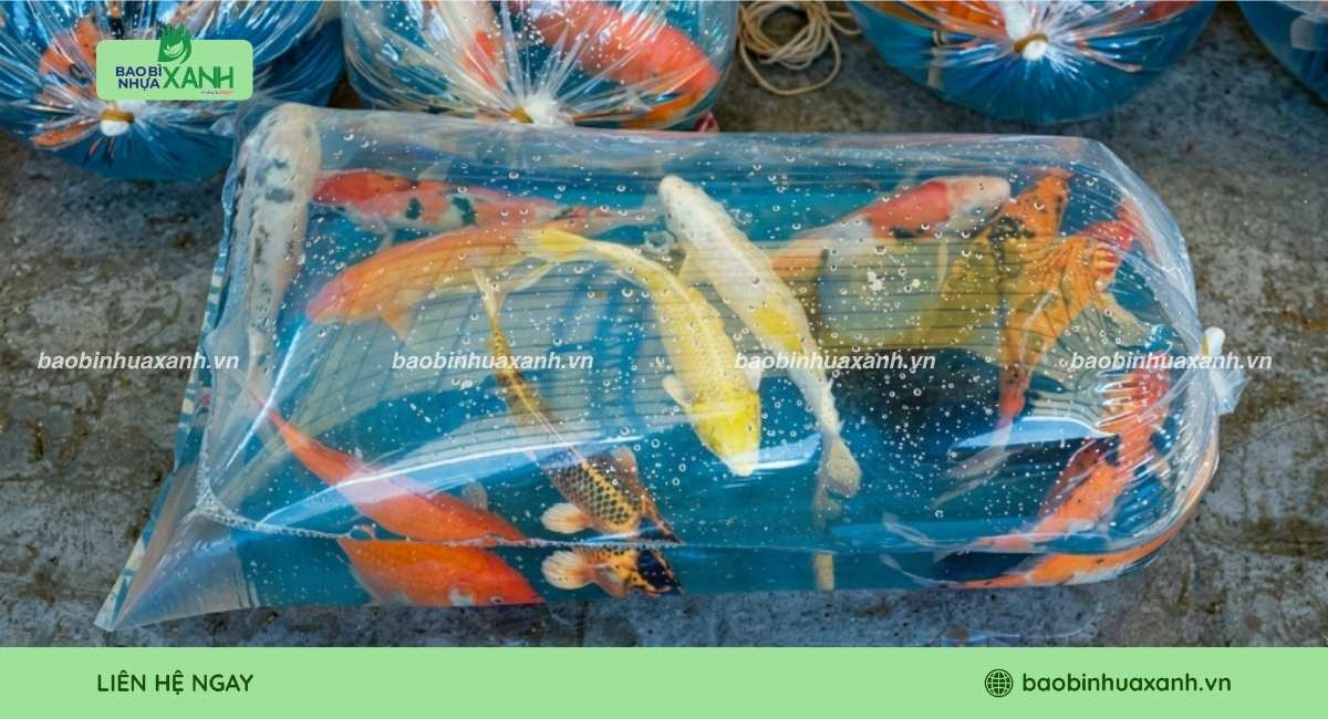 Mẫu túi đựng cá cảnh trong suốt