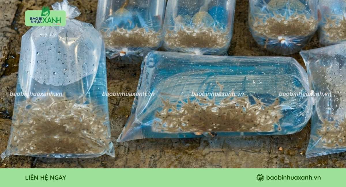 Mẫu túi đựng tôm giống trong suốt